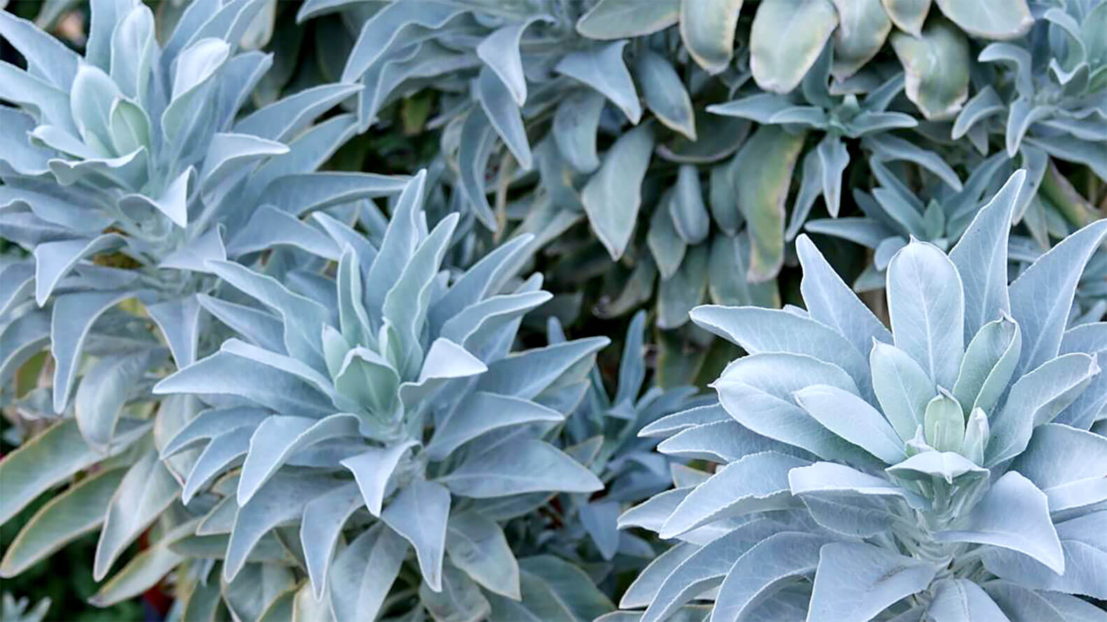 MOUNTAIN Smokes Learning Center - White Sage Plant