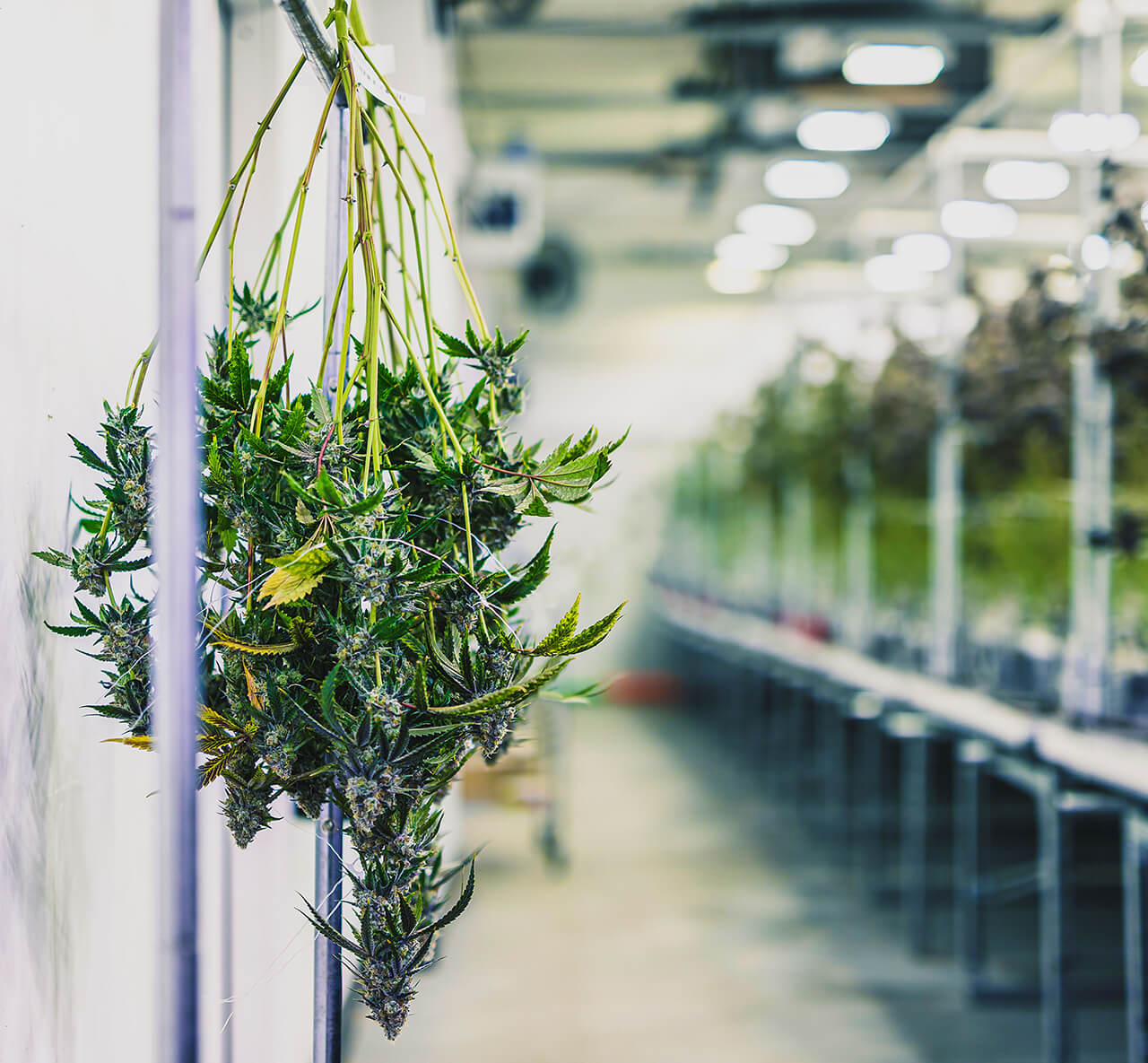 mountain smokes curing