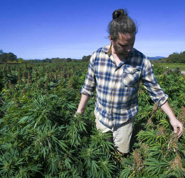 mountain smokes hemp farmer inspecting crops