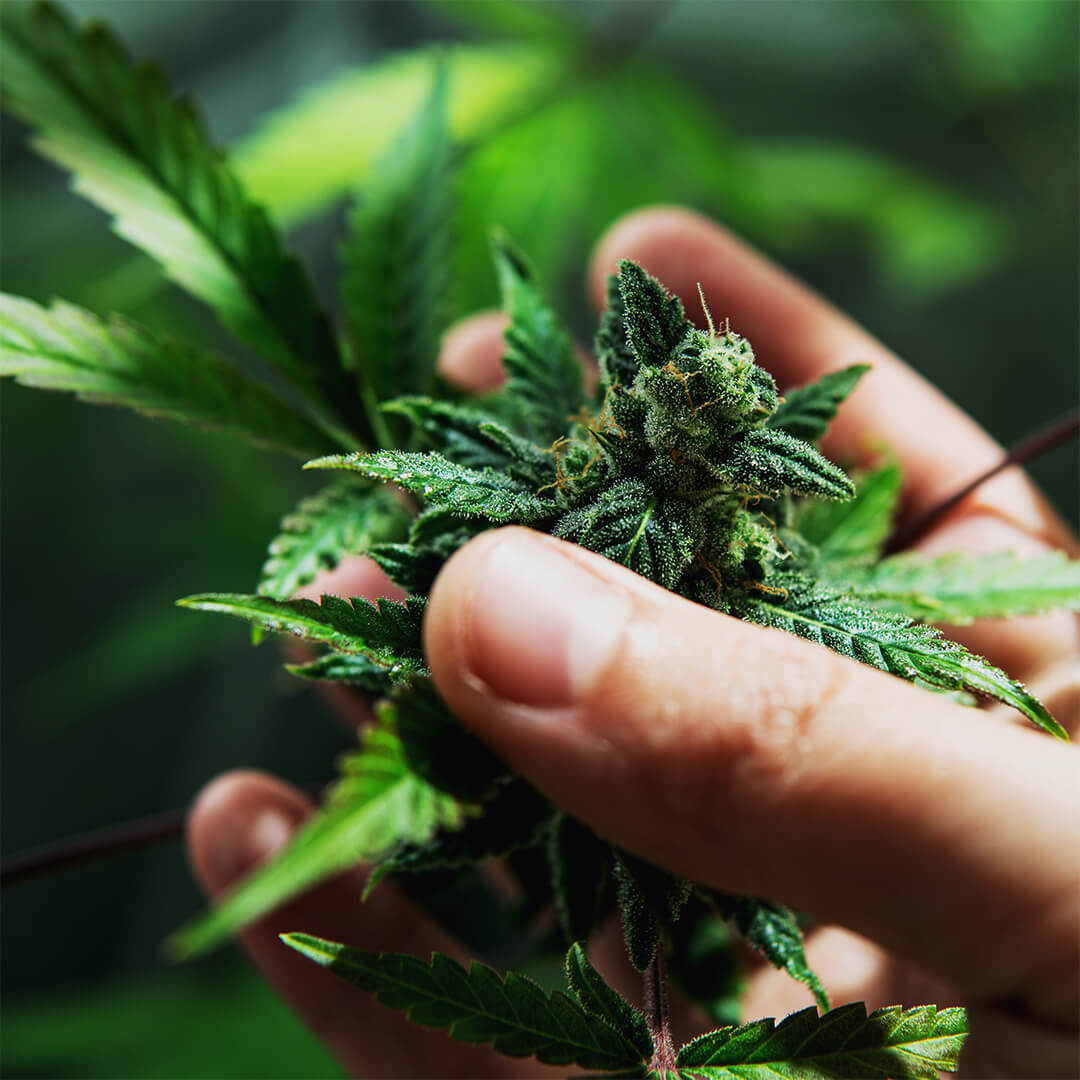 mountain smokes selecting hemp flower